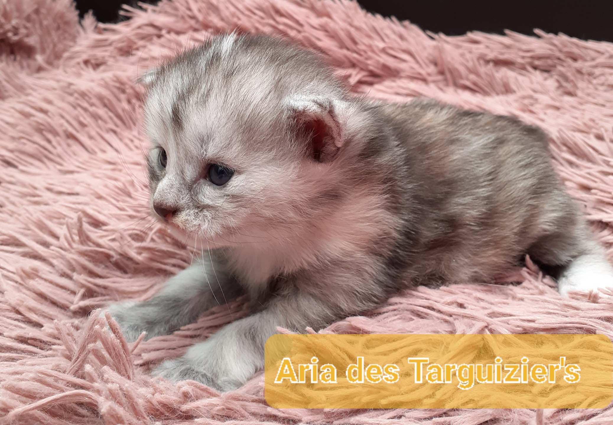 chaton Maine coon black tortie smoke Arya La Chatterie des targuizier's