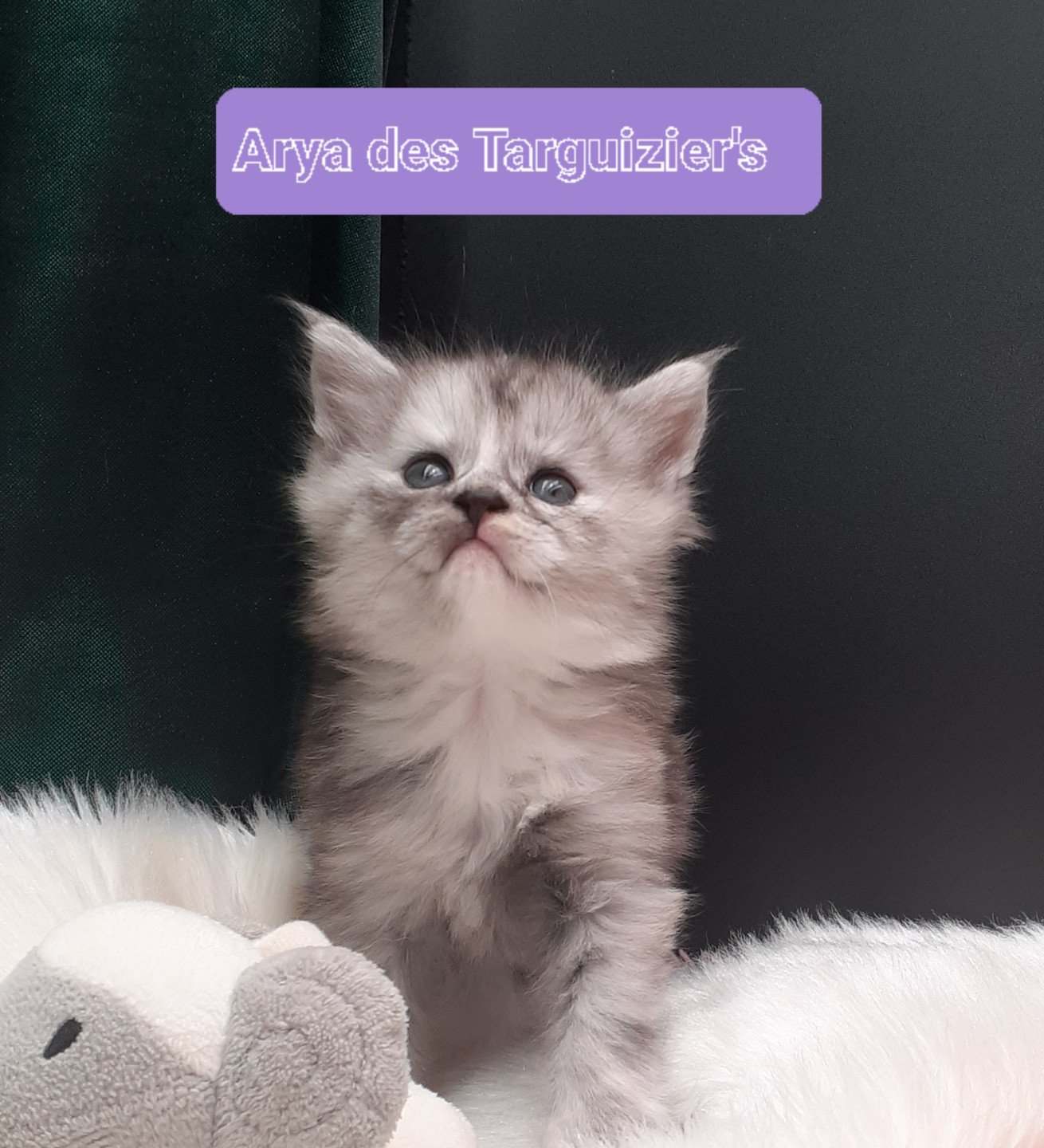 chaton Maine coon black tortie smoke Arya La Chatterie des targuizier's