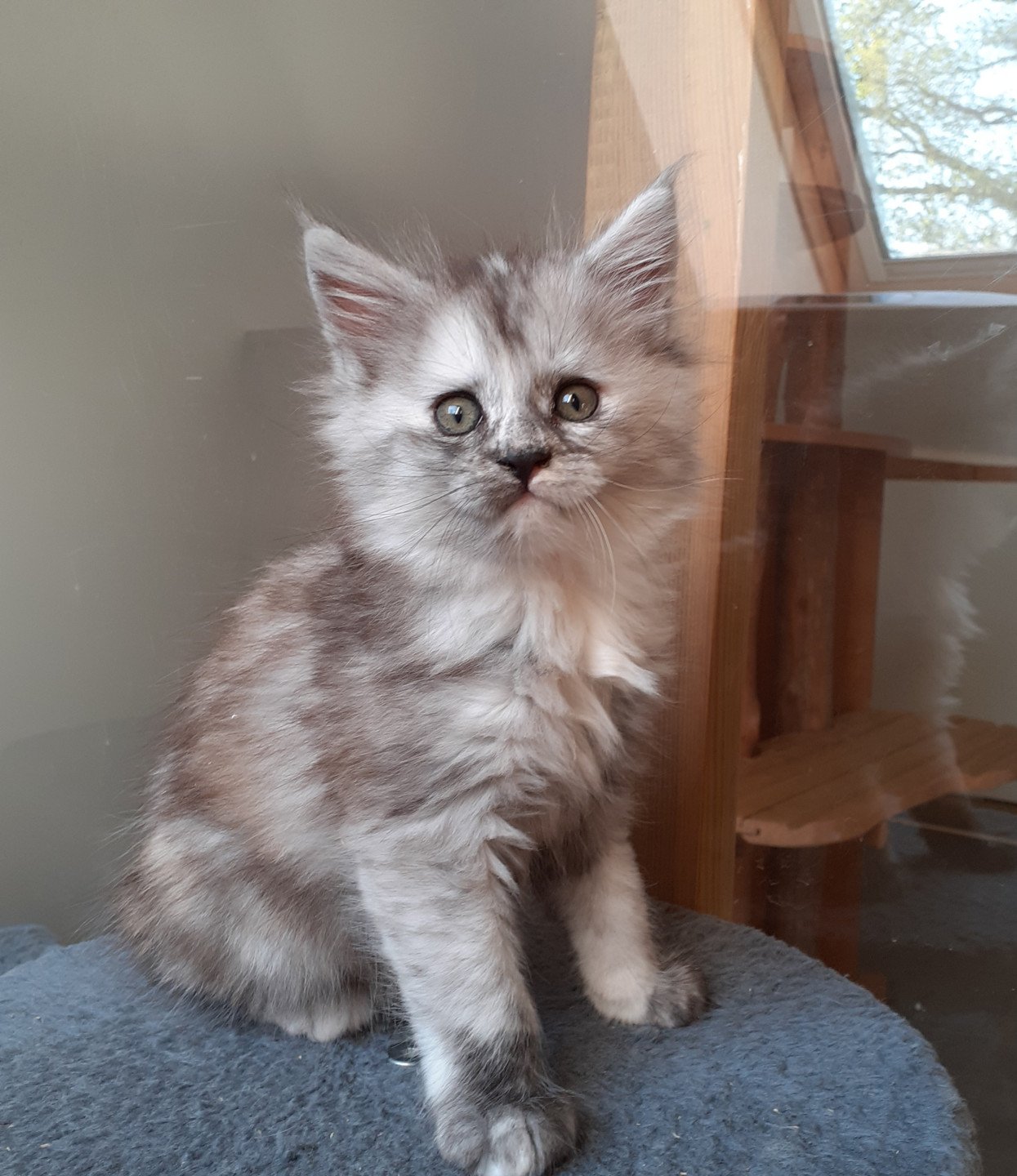 chaton Maine coon black tortie smoke Arya La Chatterie des targuizier's