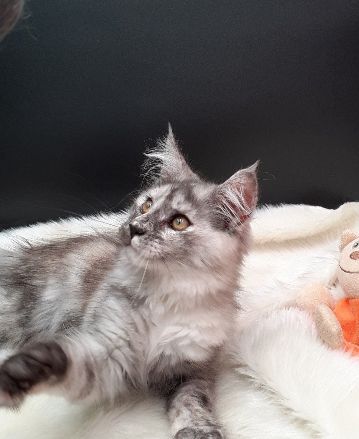 chaton Maine coon black tortie smoke Arya La Chatterie des targuizier's