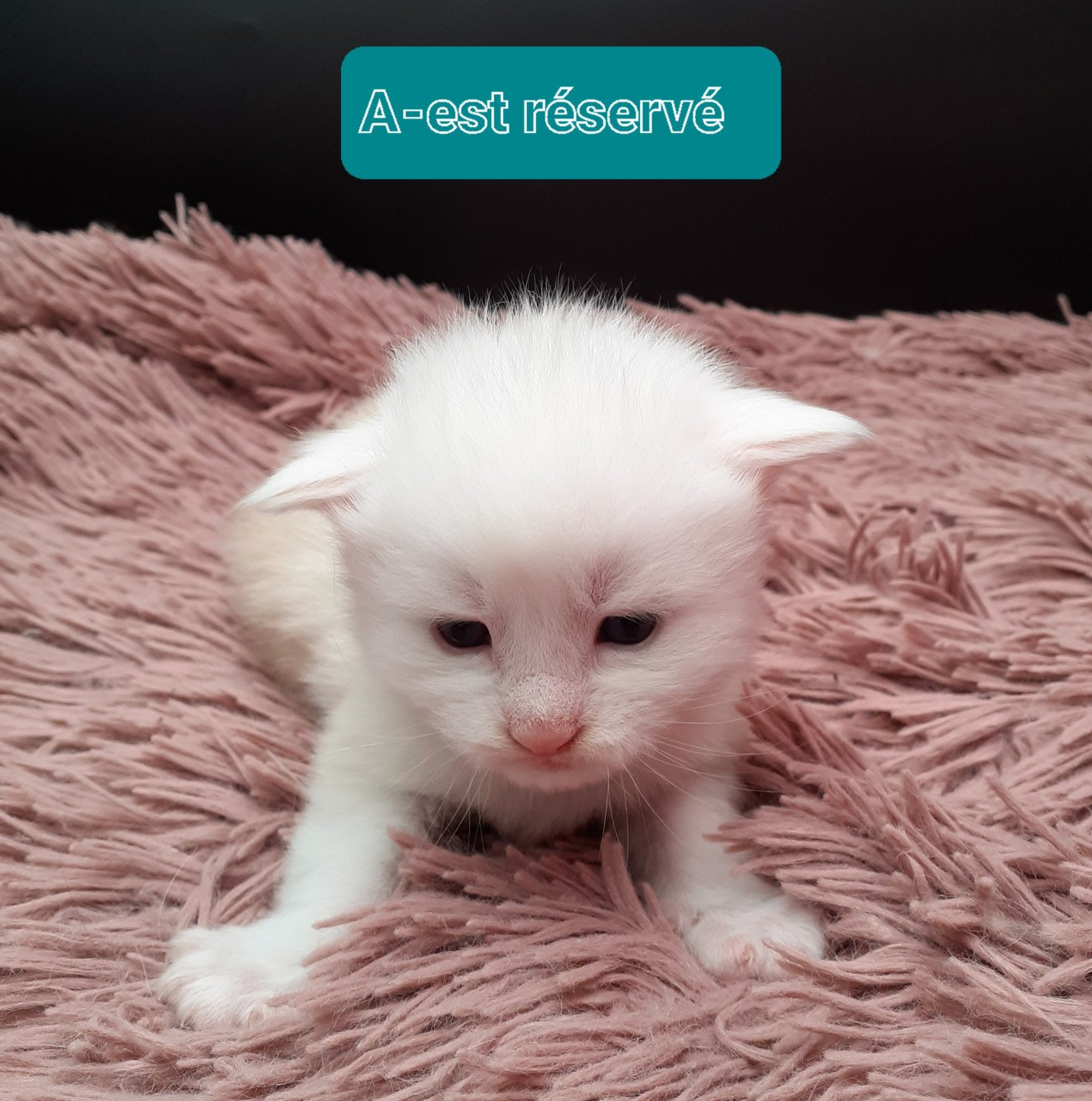 chaton Maine coon cream A-est-réservé La Chatterie des targuizier's