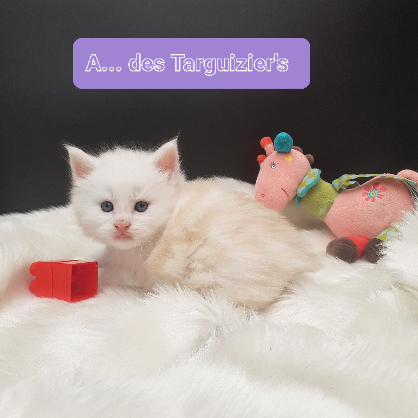 chaton Maine coon cream A-est-réservé La Chatterie des targuizier's