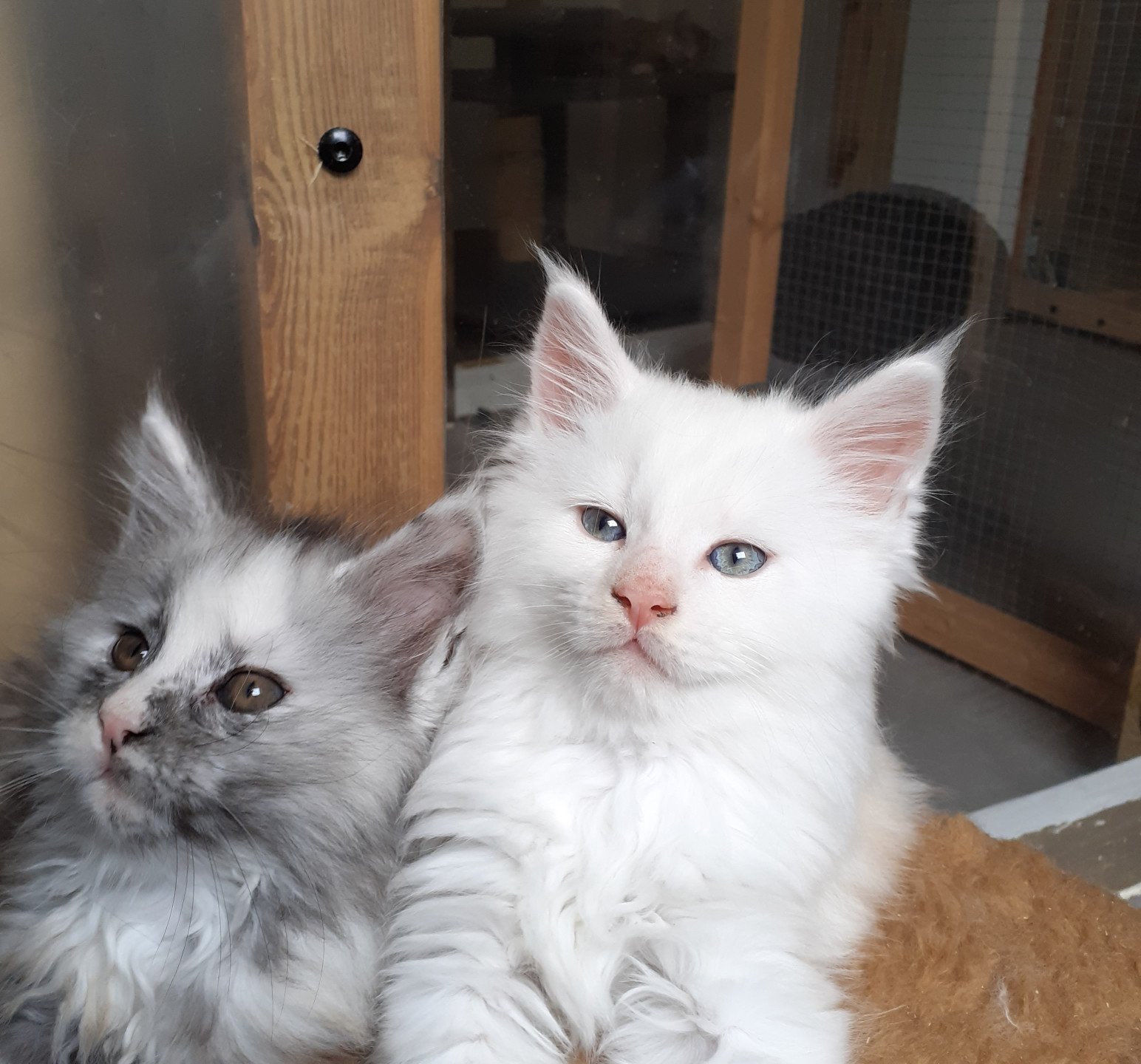 chaton Maine coon cream Ansou La Chatterie des targuizier's