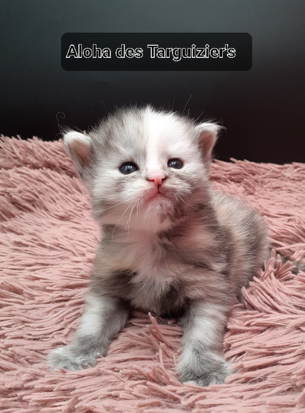 chaton Maine coon black tortie smoke Aloha La Chatterie des targuizier's