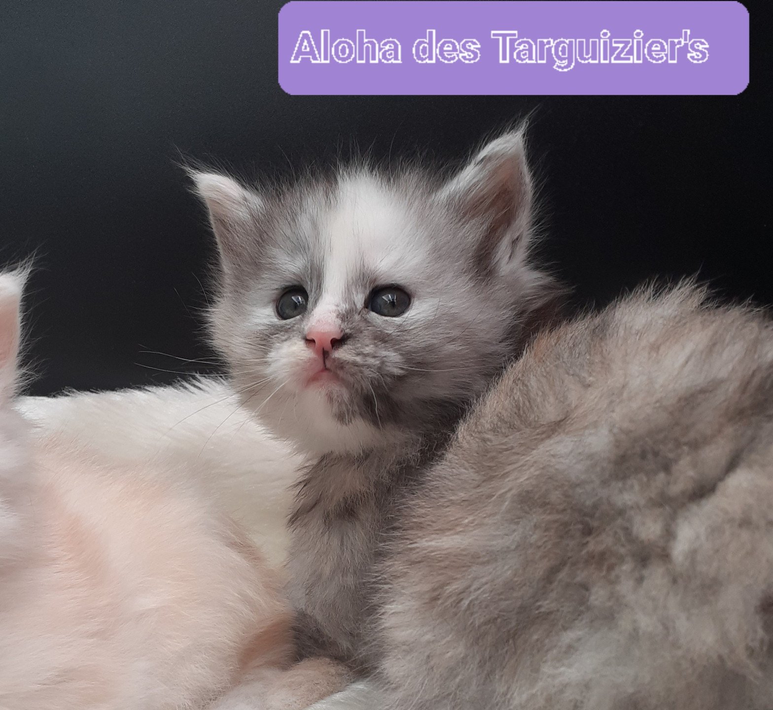chaton Maine coon black tortie smoke Aloha La Chatterie des targuizier's