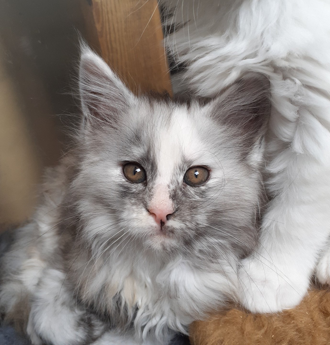 chaton Maine coon black tortie smoke Aloha La Chatterie des targuizier's
