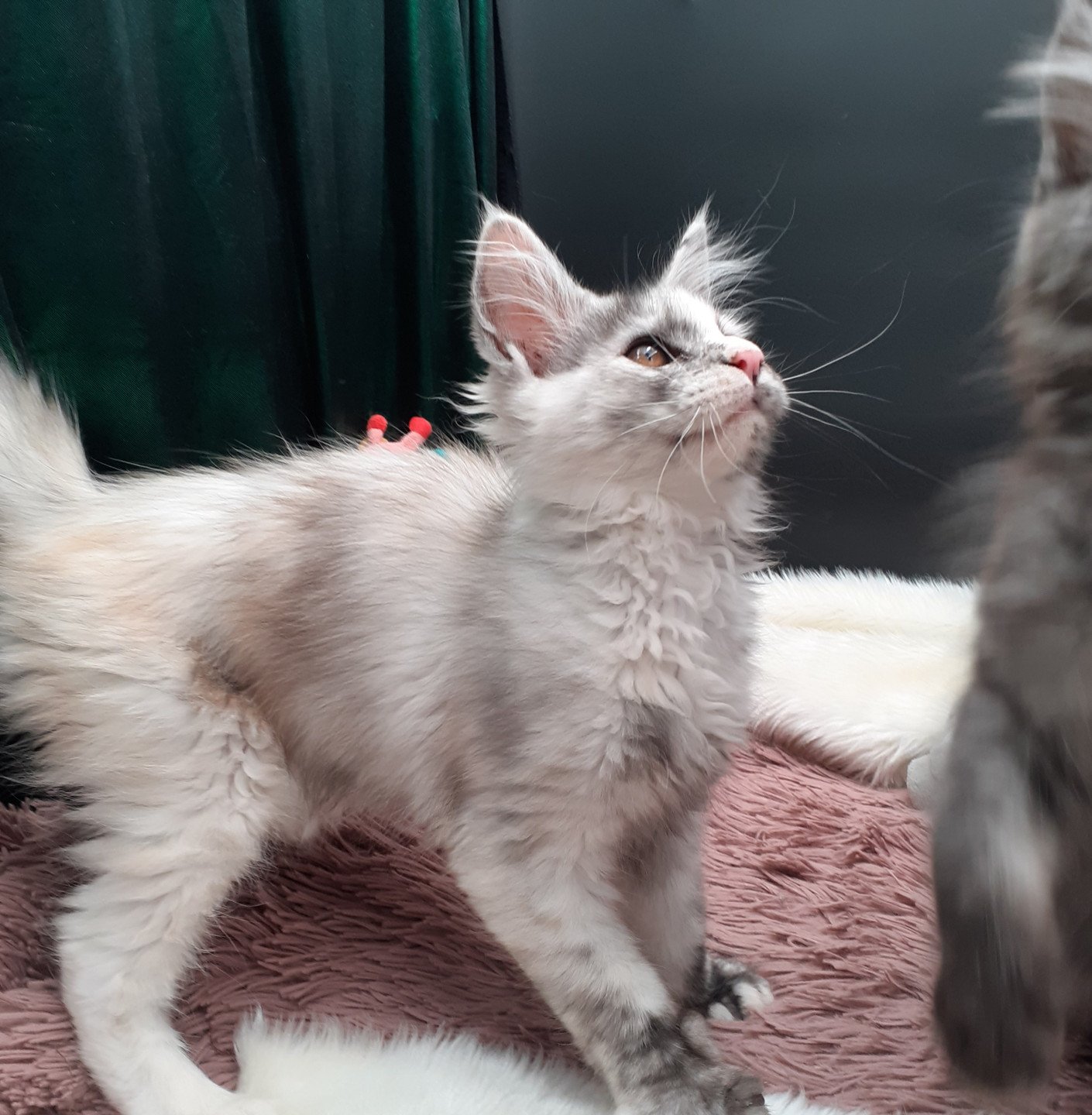 chaton Maine coon black tortie smoke Aloha La Chatterie des targuizier's