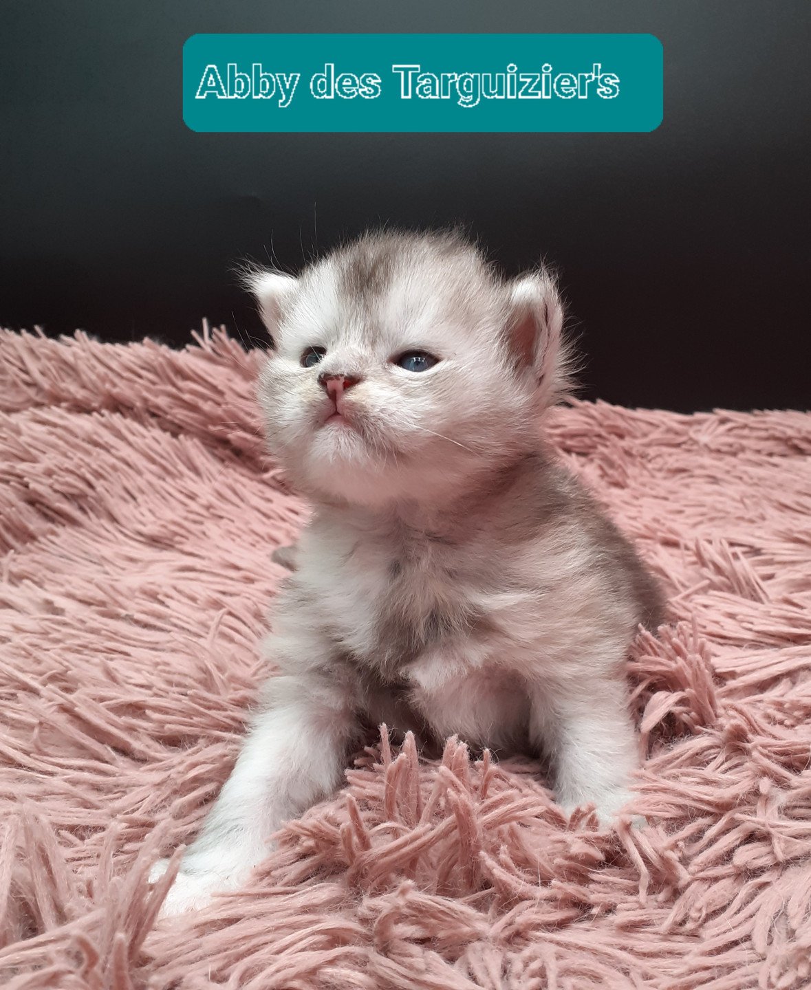 chaton Maine coon black tortie smoke Abby La Chatterie des targuizier's