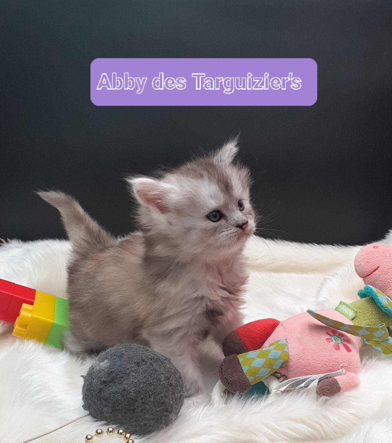chaton Maine coon black tortie smoke Abby La Chatterie des targuizier's