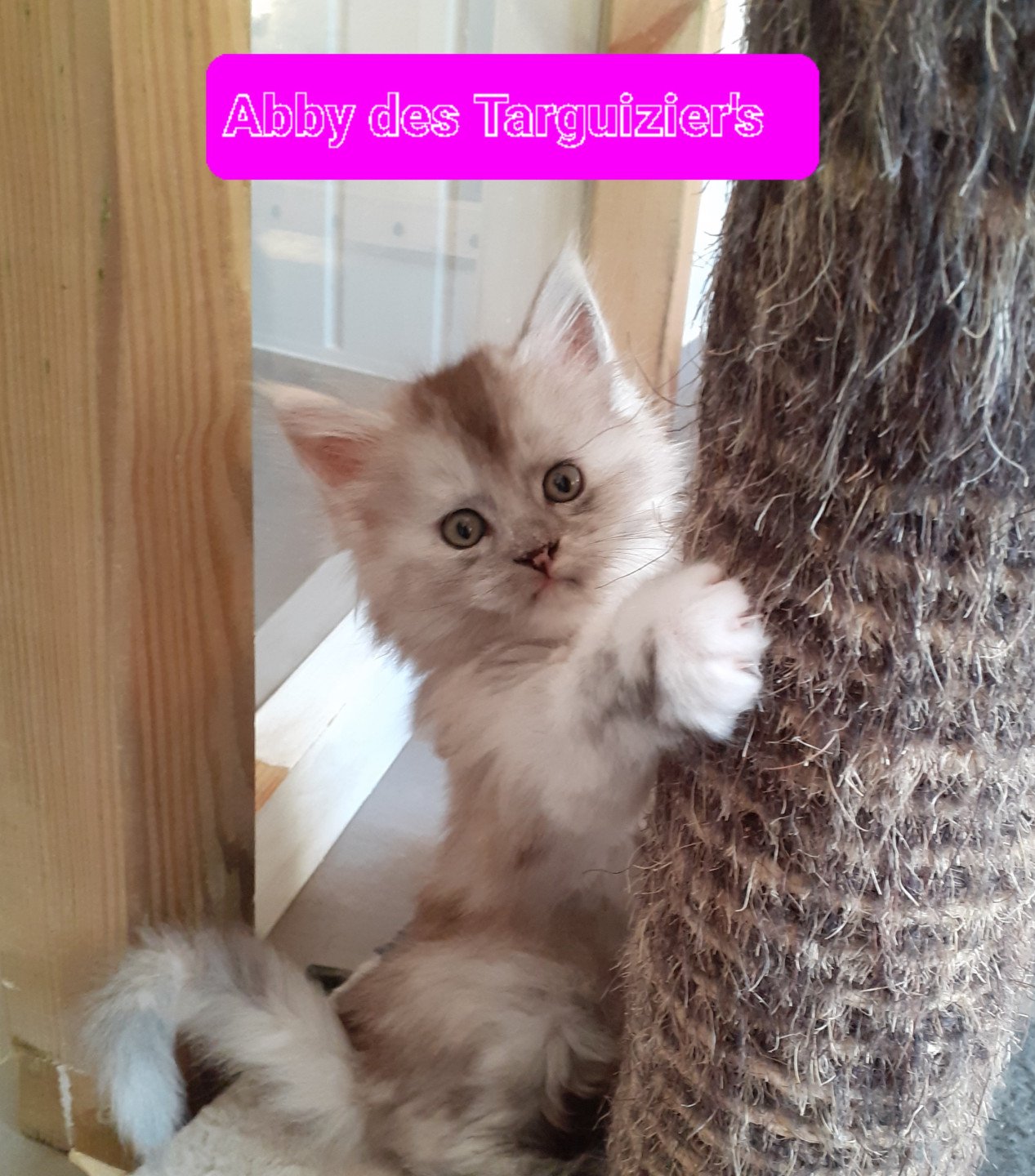 chaton Maine coon black tortie smoke Abby La Chatterie des targuizier's