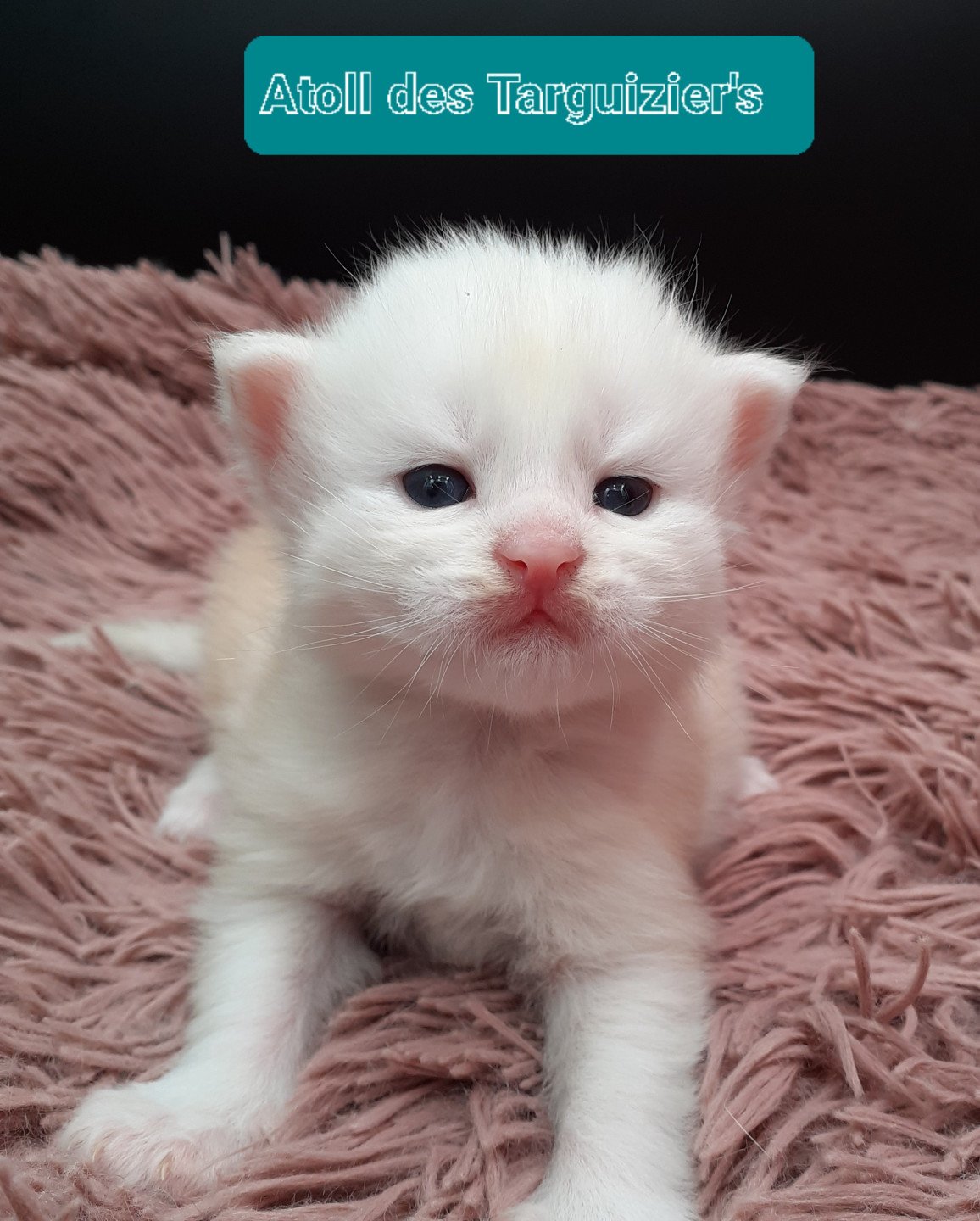 chaton Maine coon cream Atoll La Chatterie des targuizier's