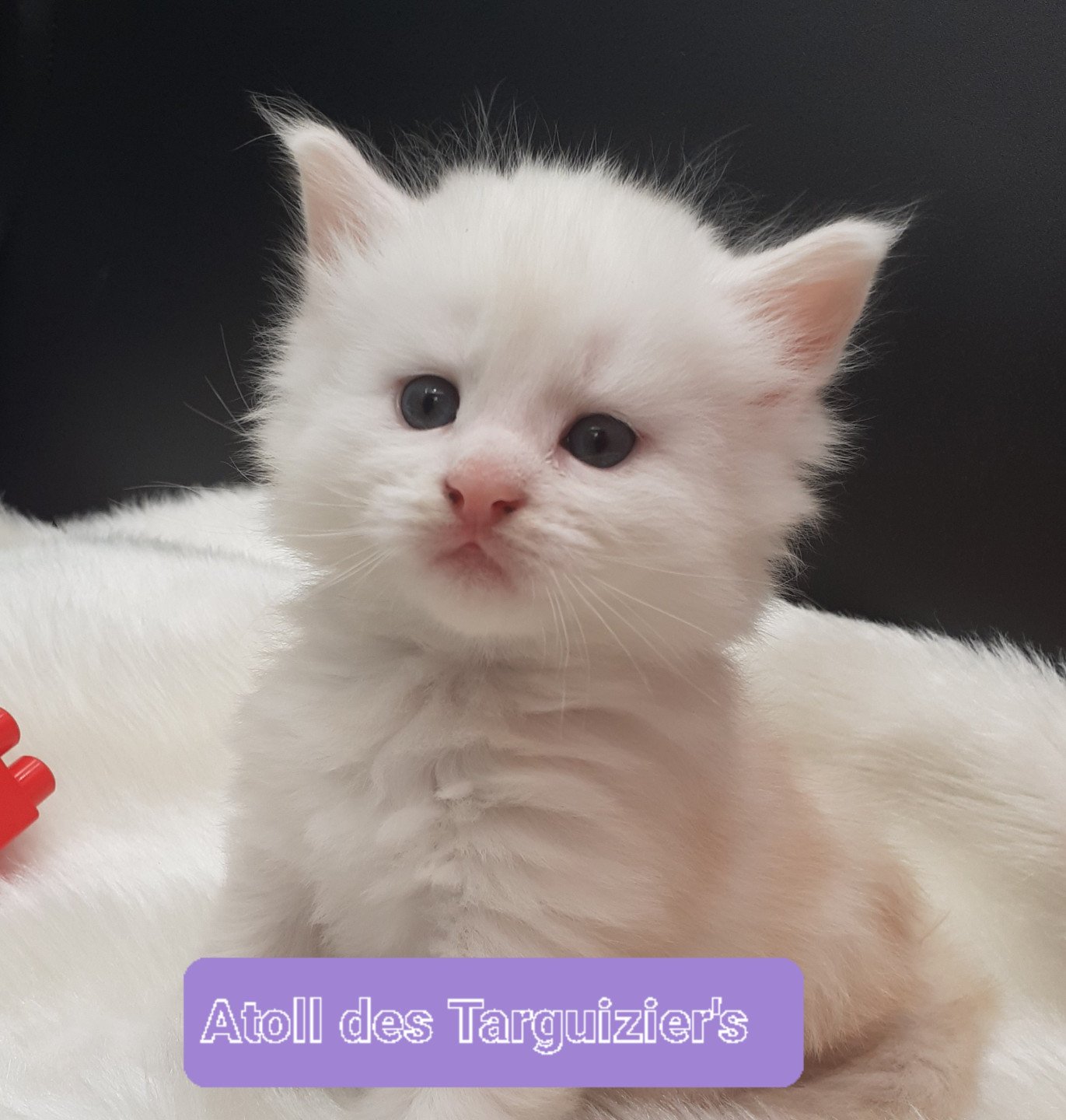 chaton Maine coon cream Atoll La Chatterie des targuizier's