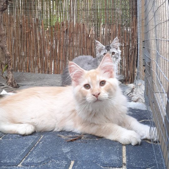 chaton Maine coon red smoke Uly's La Chatterie des targuizier's