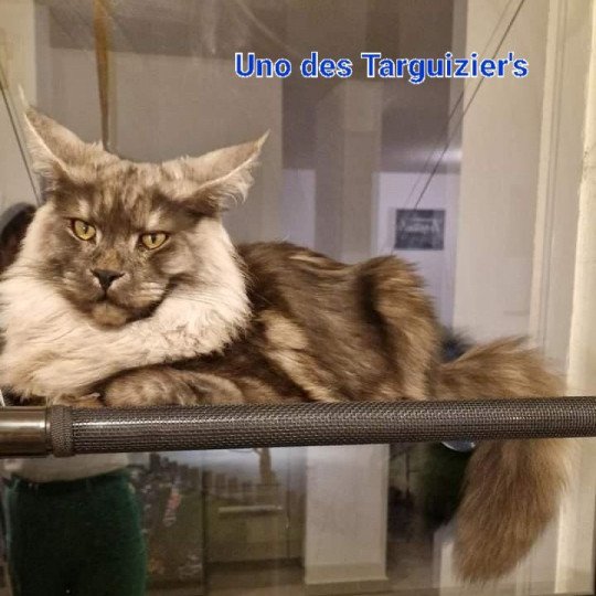 chaton Maine coon black smoke Uno des targuizier's La Chatterie des targuizier's