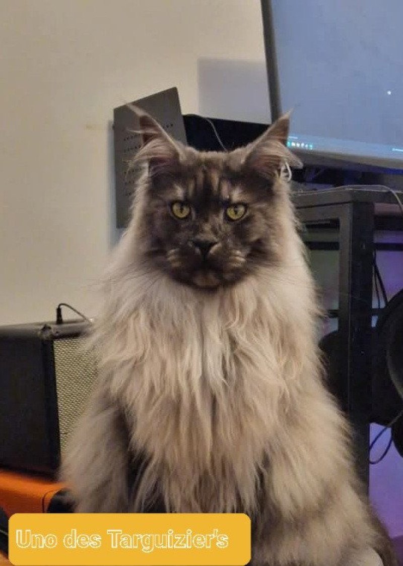 Uno des targuizier's Mâle Maine coon