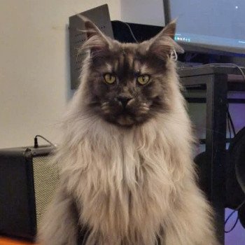 chaton Maine coon black smoke Uno des targuizier's La Chatterie des targuizier's chaton Maine coon black smoke Uno des targuizier's La Chatterie des targuizier's