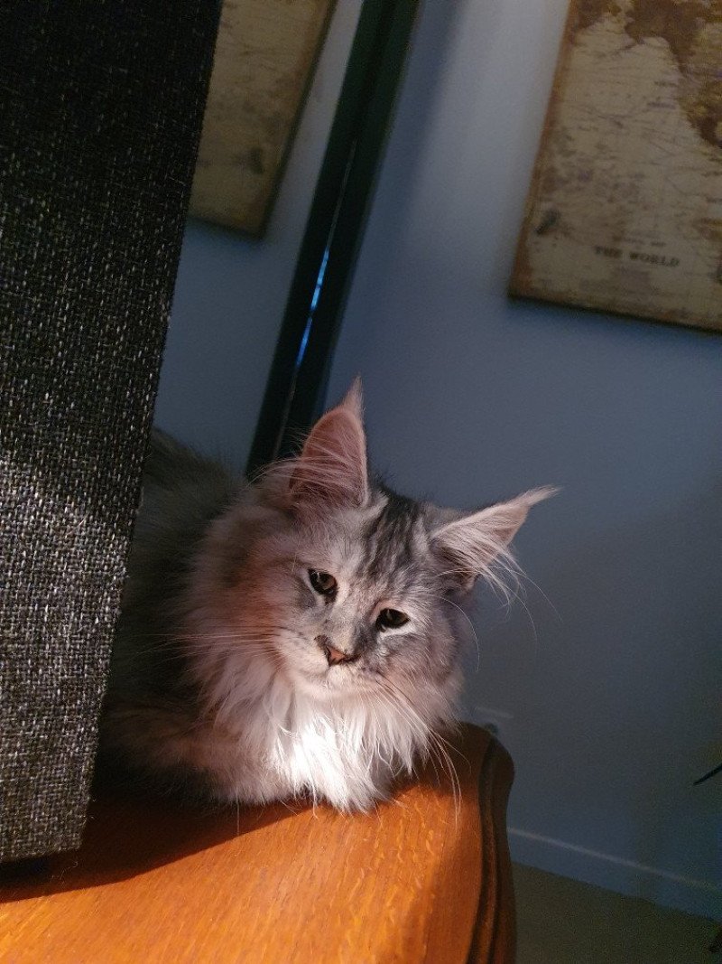 Umy Femelle Maine coon