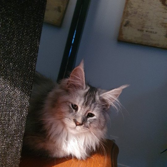 Umy Femelle Maine coon