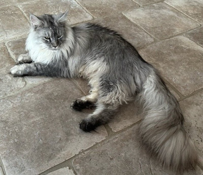 Ullys des Targuizier's Mâle Maine coon