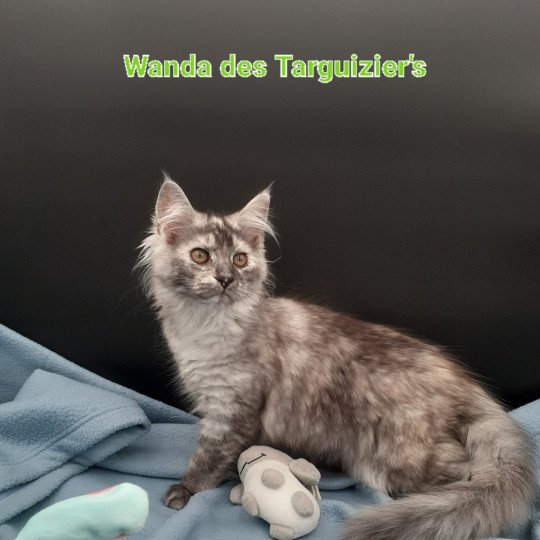 chaton Maine coon black tortie silver blotched tabby Wanda La Chatterie des targuizier's