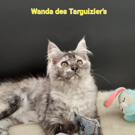 chaton Maine coon black tortie silver blotched tabby Wanda La Chatterie des targuizier's