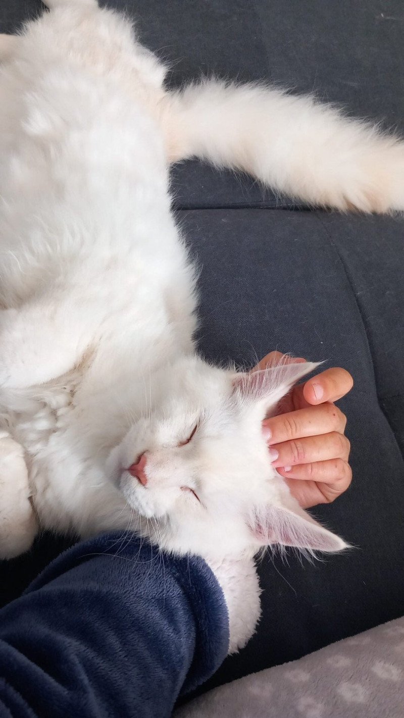 Winnie Mâle Maine coon Winnie Mâle Maine coon