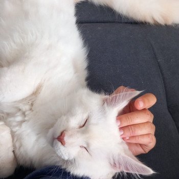 chaton Maine coon cream Winnie La Chatterie des targuizier's chaton Maine coon cream Winnie La Chatterie des targuizier's