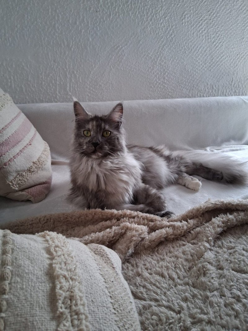 Yumie Femelle Maine coon Yumie Femelle Maine coon