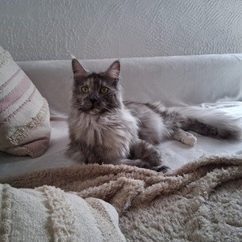 chaton Maine coon black tortie silver blotched tabby Yumie La Chatterie des targuizier's chaton Maine coon black tortie silver blotched tabby Yumie La Chatterie des targuizier's