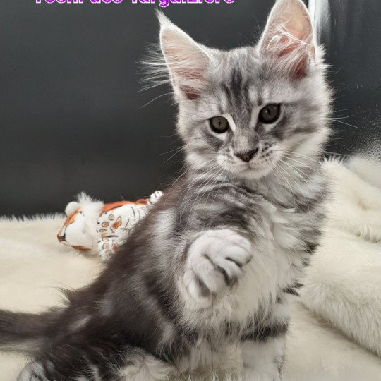 chaton Maine coon black silver blotched tabby Yoshi La Chatterie des targuizier's