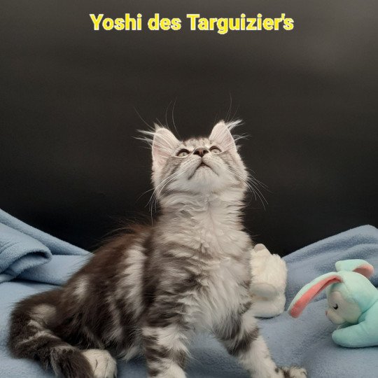 chaton Maine coon black silver blotched tabby Yoshi La Chatterie des targuizier's