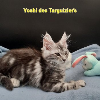 chaton Maine coon black silver blotched tabby Yoshi La Chatterie des targuizier's