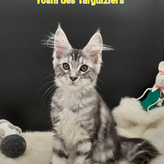 chaton Maine coon black silver blotched tabby Yoshi La Chatterie des targuizier's