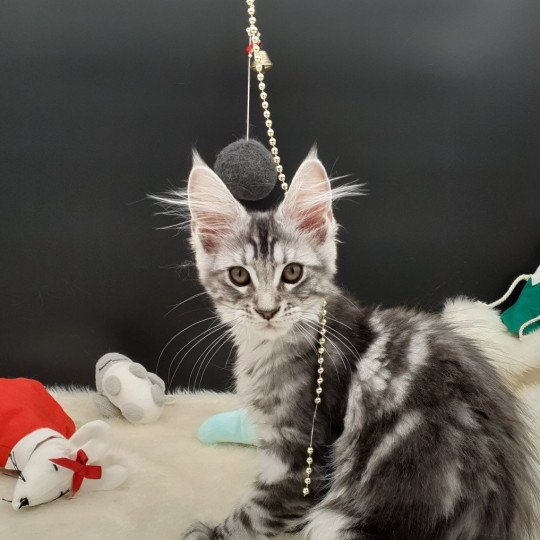 chaton Maine coon black silver blotched tabby Yoshi La Chatterie des targuizier's