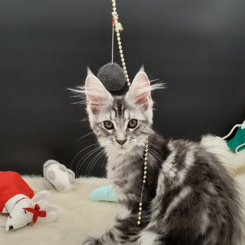 chaton Maine coon black silver blotched tabby Yoshi La Chatterie des targuizier's