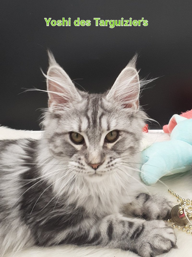 Yoshi Femelle Maine coon