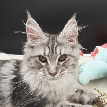 chaton Maine coon black silver blotched tabby Yoshi La Chatterie des targuizier's