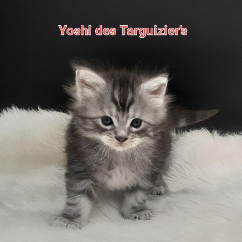 Yoshi Femelle Maine coon