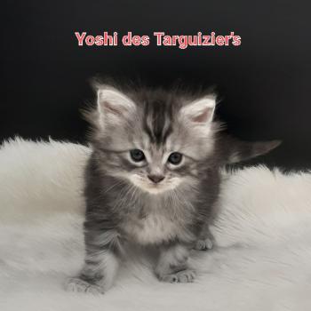 chaton Maine coon black silver blotched tabby Yoshi La Chatterie des targuizier's