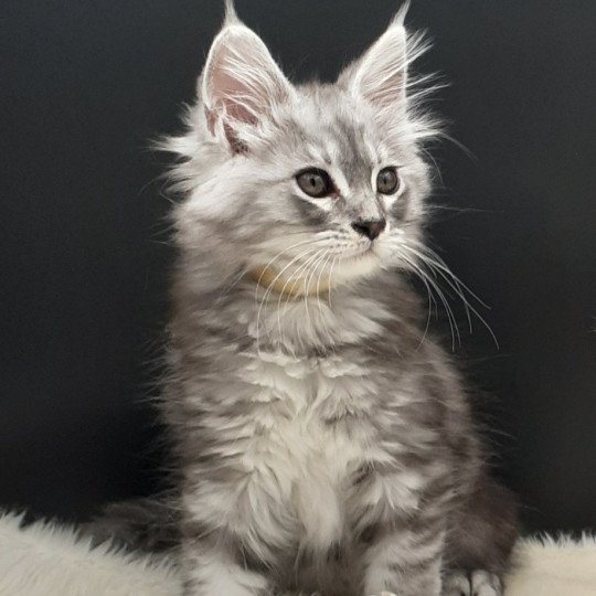 chaton Maine coon black silver blotched tabby Xayah La Chatterie des targuizier's