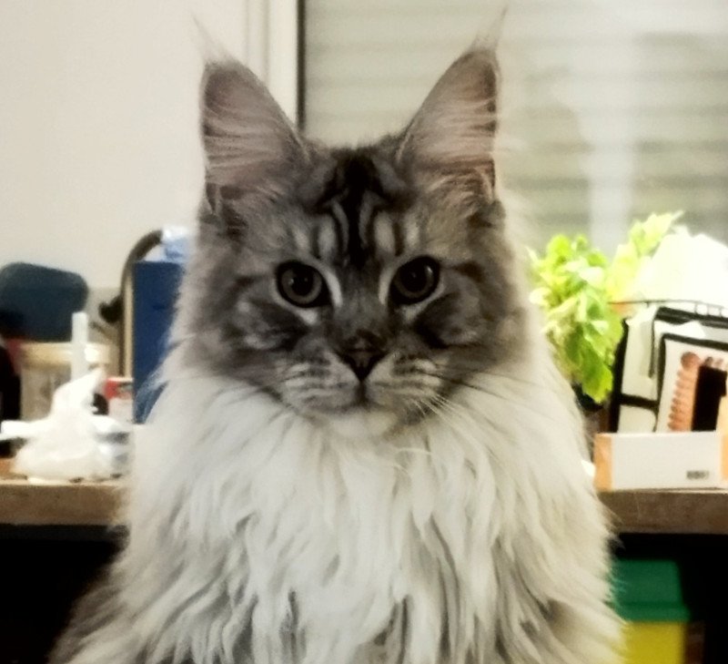 Xayah Femelle Maine coon