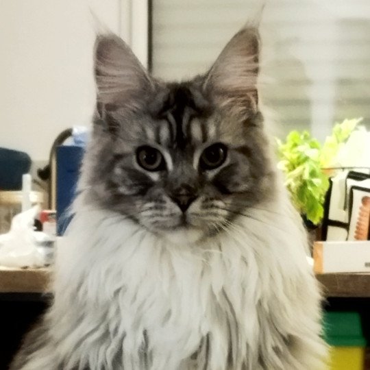 Xayah Femelle Maine coon
