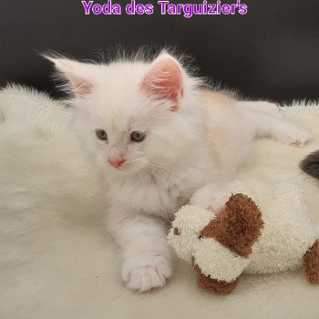 chaton Maine coon red smoke Yoda La Chatterie des targuizier's