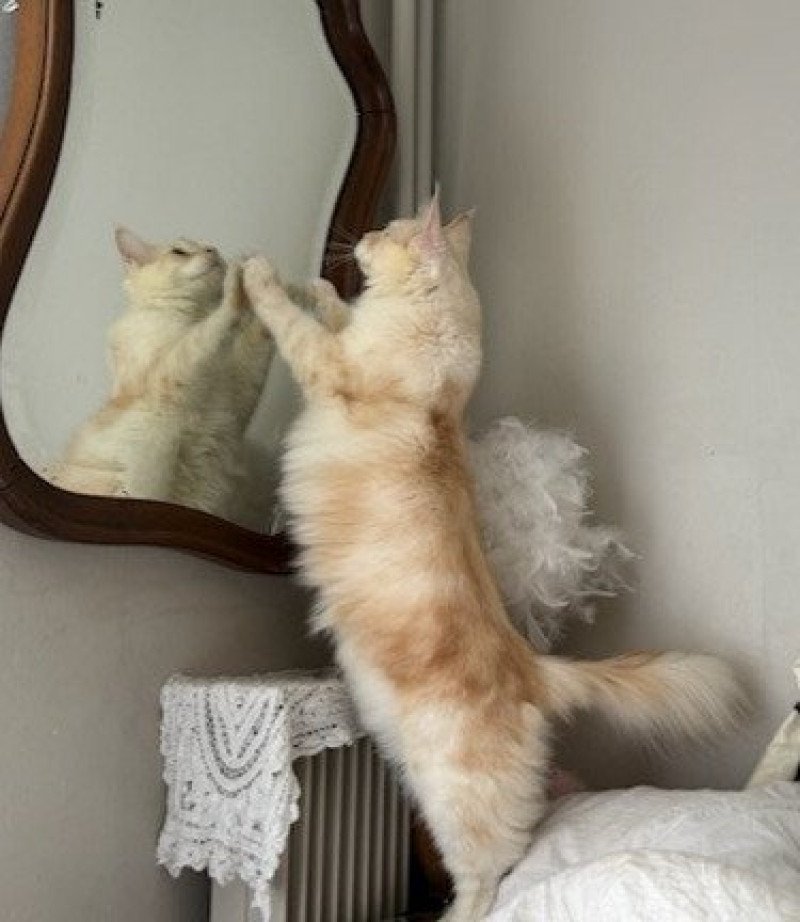 Yoda Mâle Maine coon