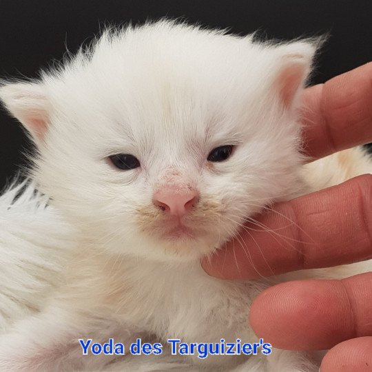 chaton Maine coon red La Chatterie des targuizier's