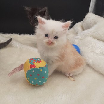 chaton Maine coon red smoke Yoda La Chatterie des targuizier's