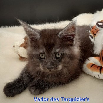 chaton Maine coon black smoke Vador La Chatterie des targuizier's