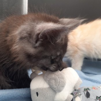 chaton Maine coon black smoke Zéus La Chatterie des targuizier's