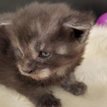 chaton Maine coon black La Chatterie des targuizier's