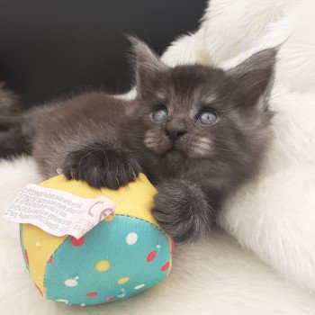 chaton Maine coon black smoke Vador La Chatterie des targuizier's